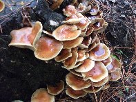 Giarrita - Hypholoma_fasciculare_20101024 013.jpg